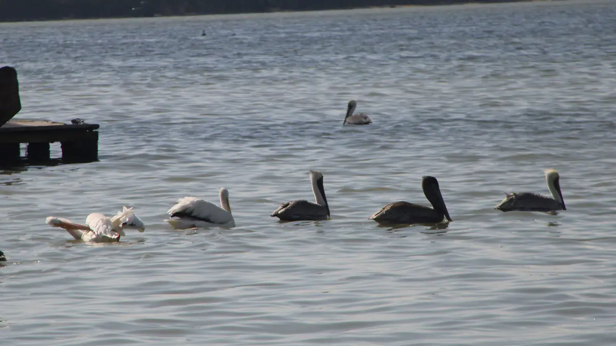 El avistamiento de pelícanos en la laguna de Pueblo Viejo es un atractivo turístico